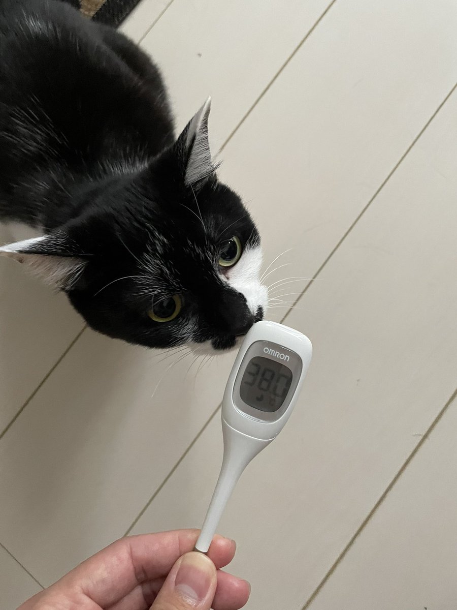 nux_mc's tweet photo. 🐈‍⬛ https://t.co/C6vNPqxfrf
