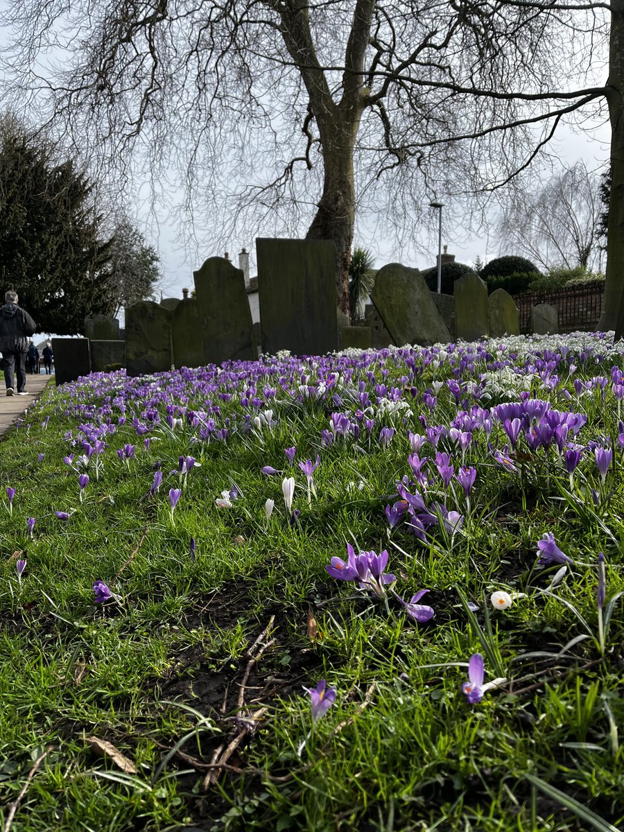 Alan Smyth (@alanrsmyth) on Twitter photo A carpet of crocuses and snowdrops in Bingham church yard! <a href="/KrysSzpakowska2/">Krys Szpakowska</a> <a href="/MollySmyth18/">Molly Smyth</a> A carpet of crocuses and snowdrops in Bingham church yard! <a href="/KrysSzpakowska2/">Krys Szpakowska</a> <a href="/MollySmyth18/">Molly Smyth</a>