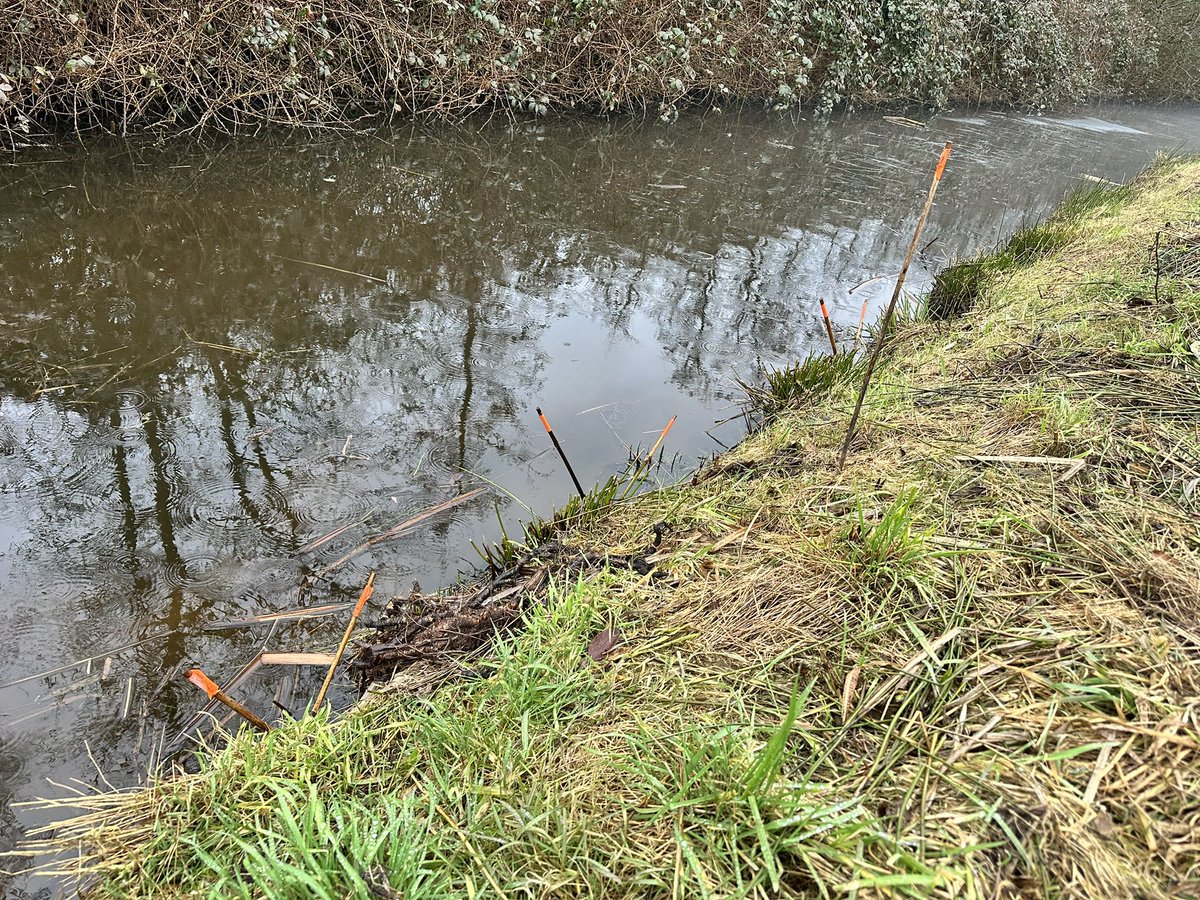bezem1steel's tweet photo. Ik doe het natuurlijk niet. Maar ik heb altijd de neiging die oranje stokjes er uit te halen en in die val te steken die daar onder verstopt zit. #Muskusrat #Beverrat https://t.co/07KT00iQvB