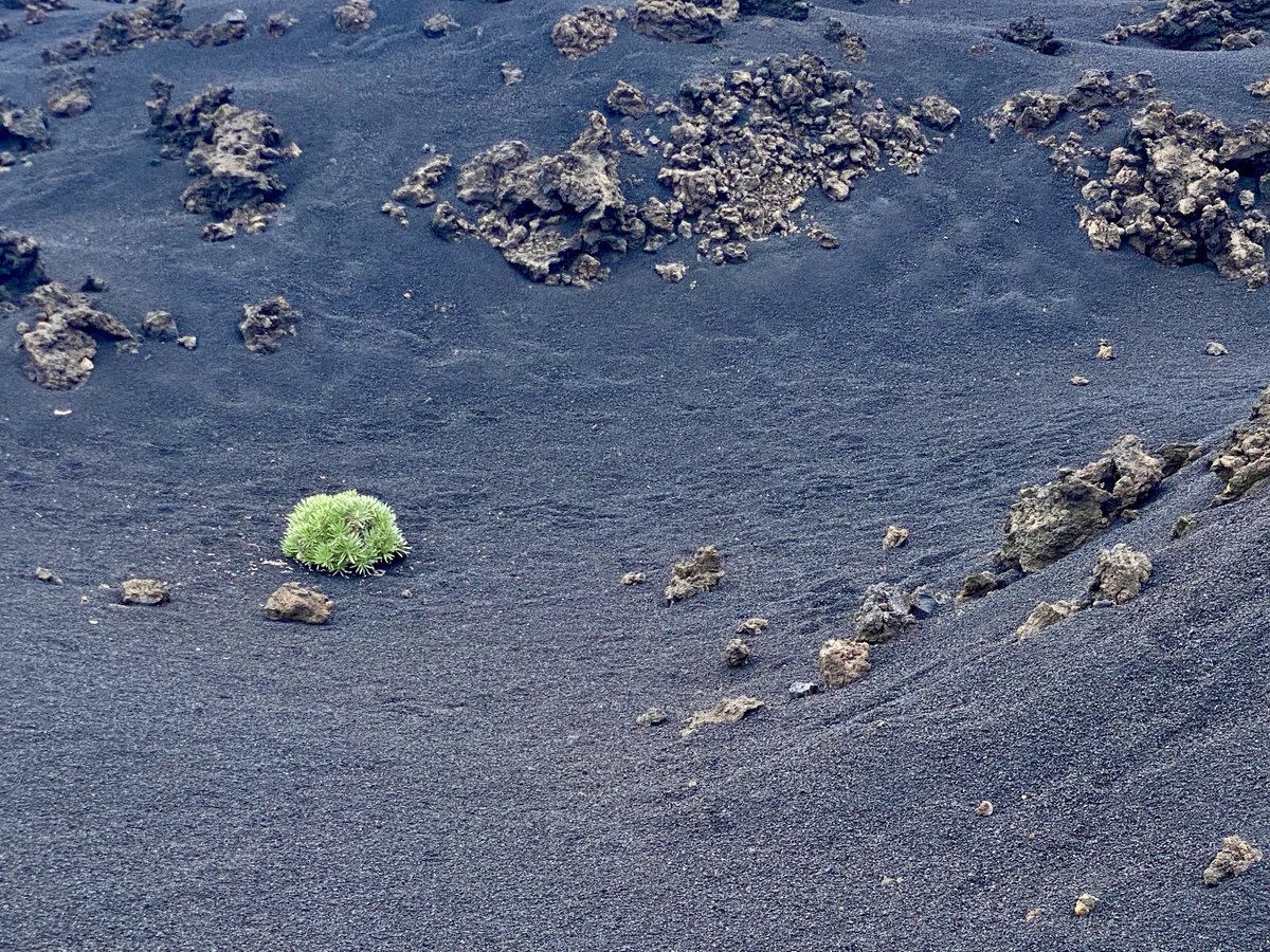Annabaesle's tweet photo. Neubeginn.
Lavafeld von 1971.
#LaPalma
#Teneguia
Hoffnung in verrückten und düsteren Zeiten.
Habt Sonne im Herzen - guten Morgen aus La Palma. https://t.co/NoDKwRXYkT
