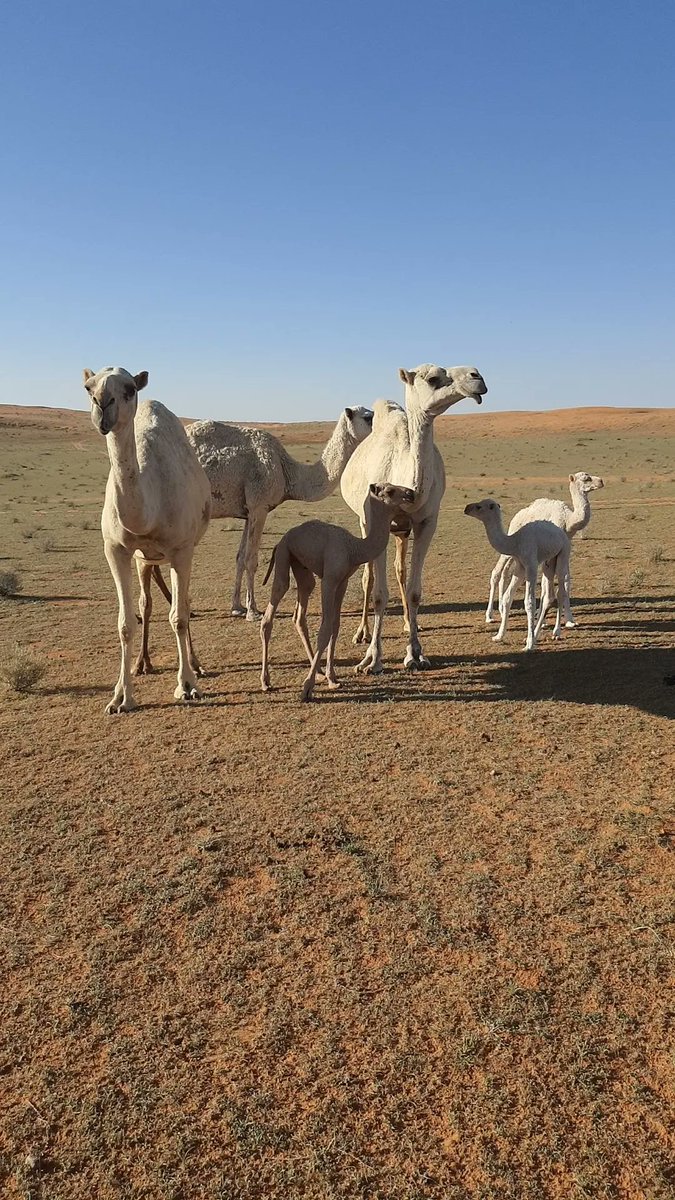 احمد العيسى (@oud_arta) on Twitter photo 