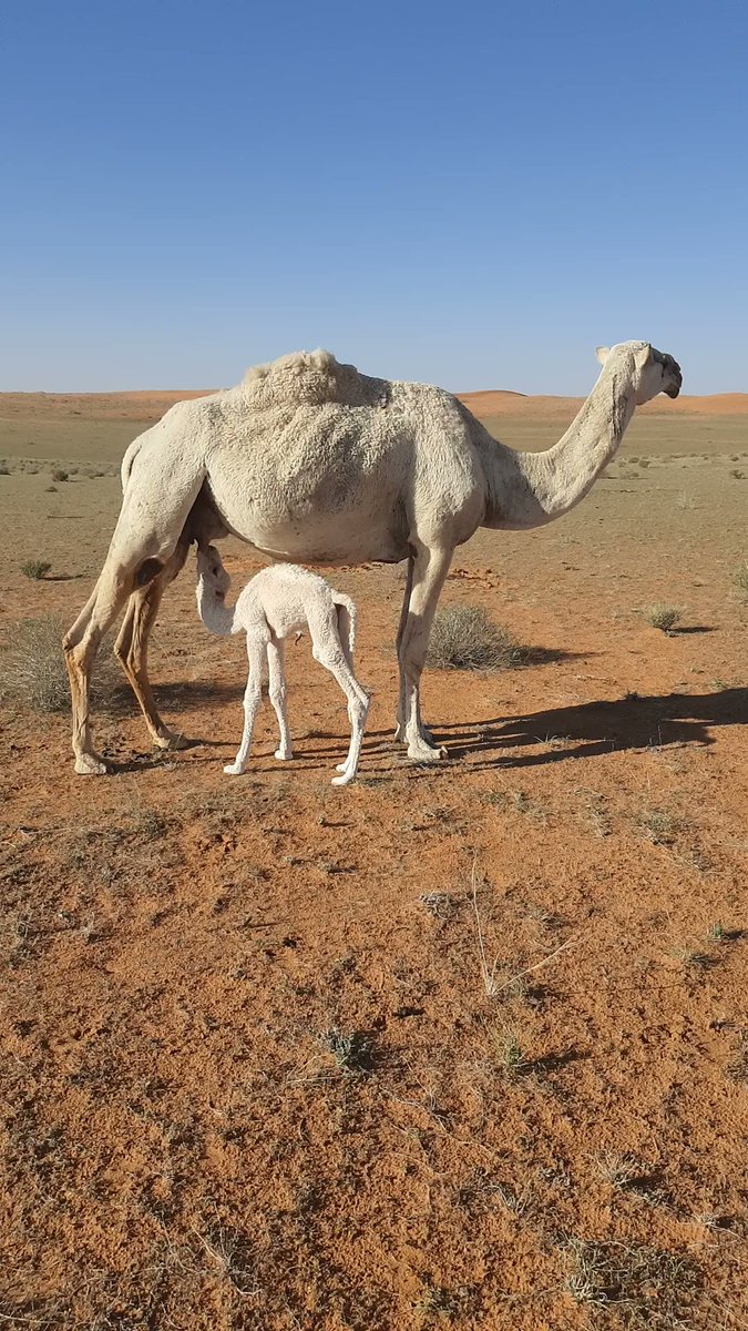 احمد العيسى (@oud_arta) on Twitter photo 