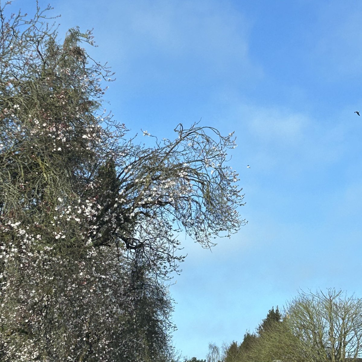 gingerfig's tweet photo. Morning all ๐
#offonanotherjaunt today in better weather with signs of blossom on trees in our road.
Different county today btw!
Have a good day and enjoy the sunshine โ๏ธ https://t.co/pjpty8FXR4