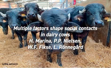 #NewResearchAlert 
"Multiple factors shape social contacts in dairy cows" by Marina et al. Get the full paper here: applied-ethology.org/iqs/cpti.23/Pa…

#socialbehaviour #dairycows #socialcontacts