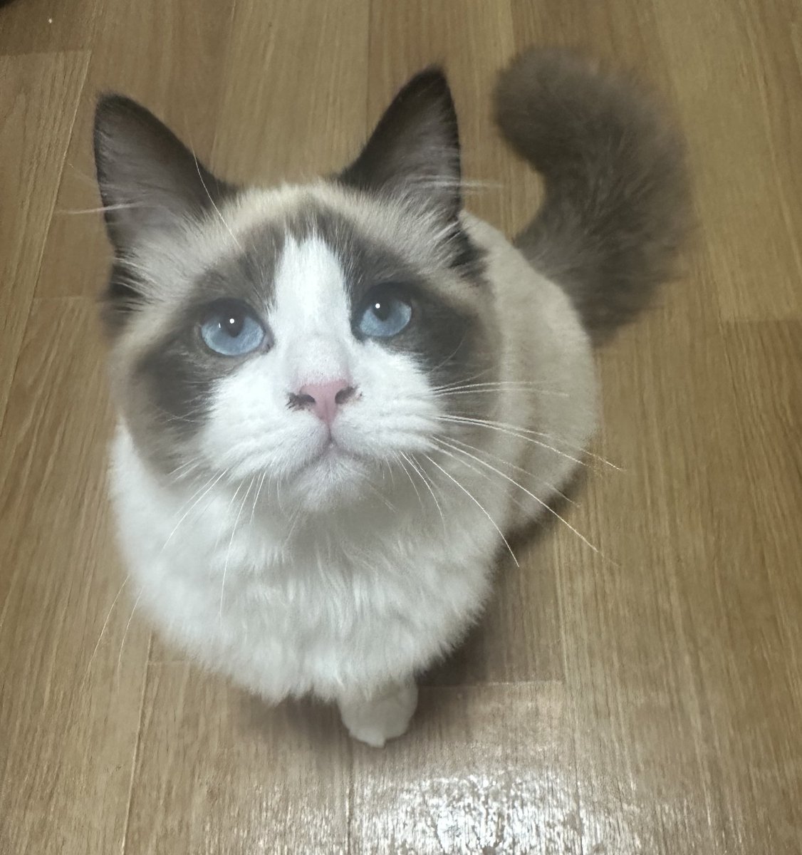 #ファミにゃのパッケージになりたい
ラグドールのパルムです🐱
よろしくお願い致します