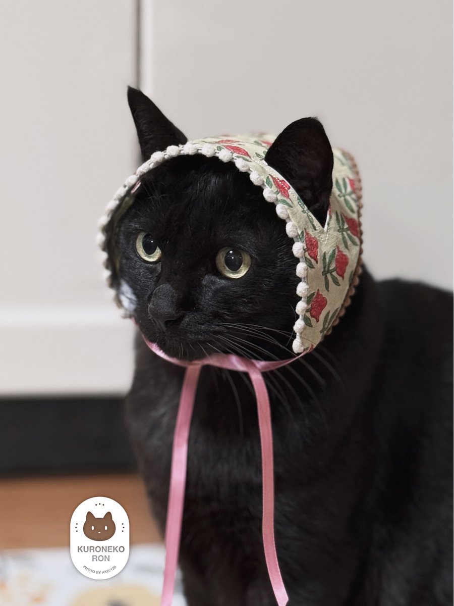 ネコ 小なすのせ猫 221028 - YouTube