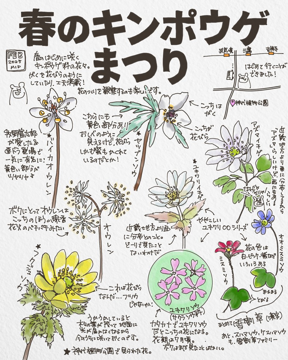 kumasuke902's tweet photo. 春はキンポウゲ科の花が次々と咲く季節。

ユキワリイチゲ、雪割草、セツブンソウ…どれも可憐な花ですが、名前や姿が似てい��「どれがどれ？」と混乱することも。

ボク自身、友人との会話がカオスになりました。笑

続きはこちらで↓
https://t.co/6HRFZyrtlV https://t.co/ETG4jHEkg1