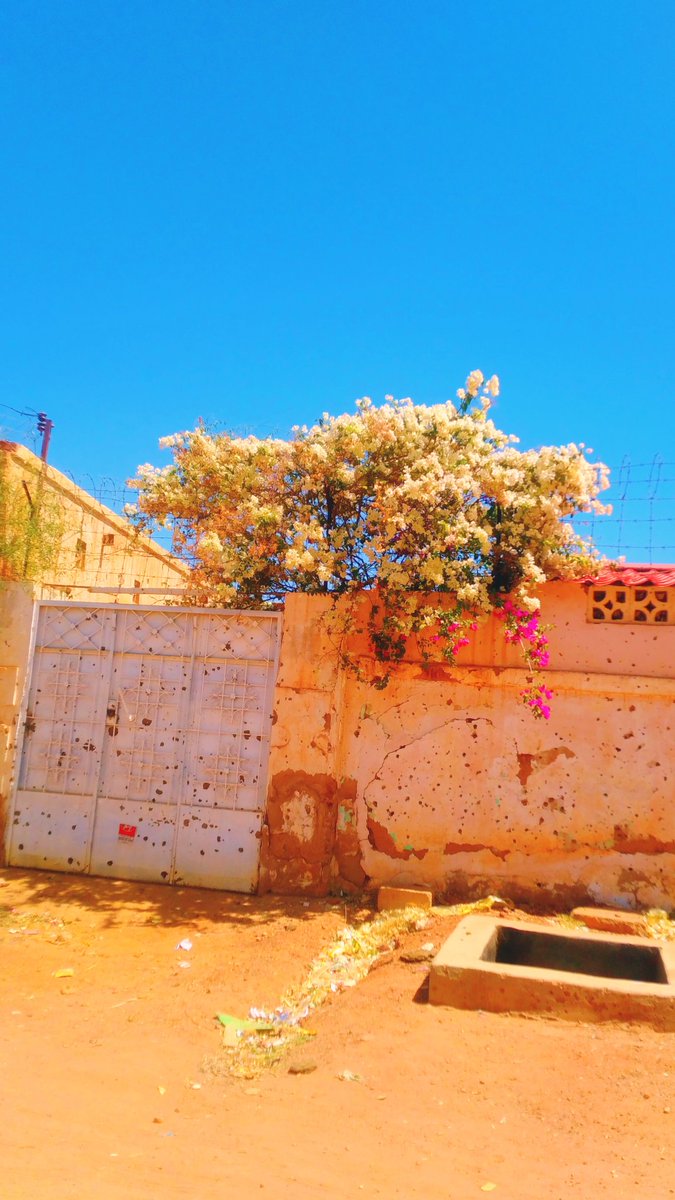 لقدِ اغتالَ الرصاص كل شيء، وأحرقَ القصف كل شيء عدا شجرةً طوّقَها الأمل.

▪︎منزل سوداني في مناطق الحرب.