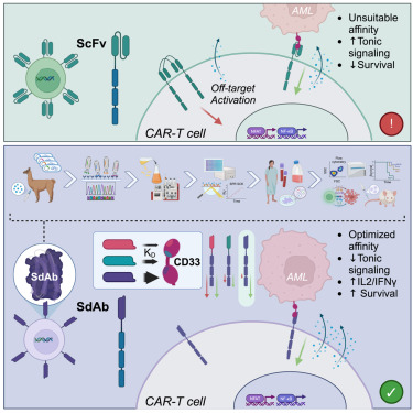 linkinghub.elsevier.com/retrieve/pii/S…

#Nanobodies #CancerResearch #Immunotherapy #CAR_T #NanobodyTherapy #TargetedTherapies #Hematology #SdAb #CD33 #AML