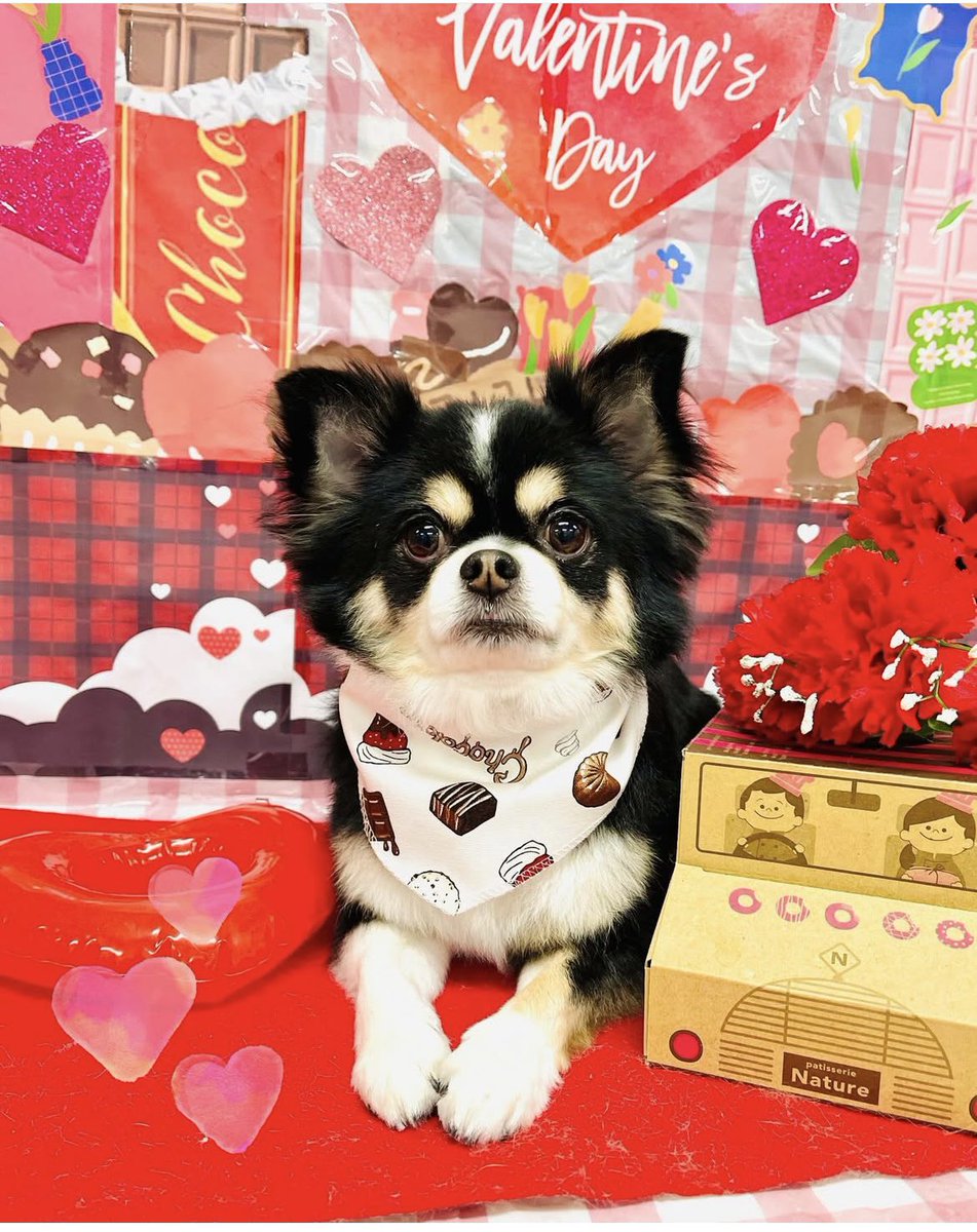 viviruru_hiro's tweet photo. トリミングに行きました🐶🐶
オゾンシャワーと肉球ケア付きVIP待遇w
#チワワ
#petnet
いつもかわいくしてくれてありがとうございます🫶 https://t.co/PxsrYMMeht