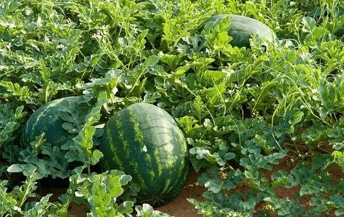 Pacifique DUSABIMANA👨🌾 tweet media