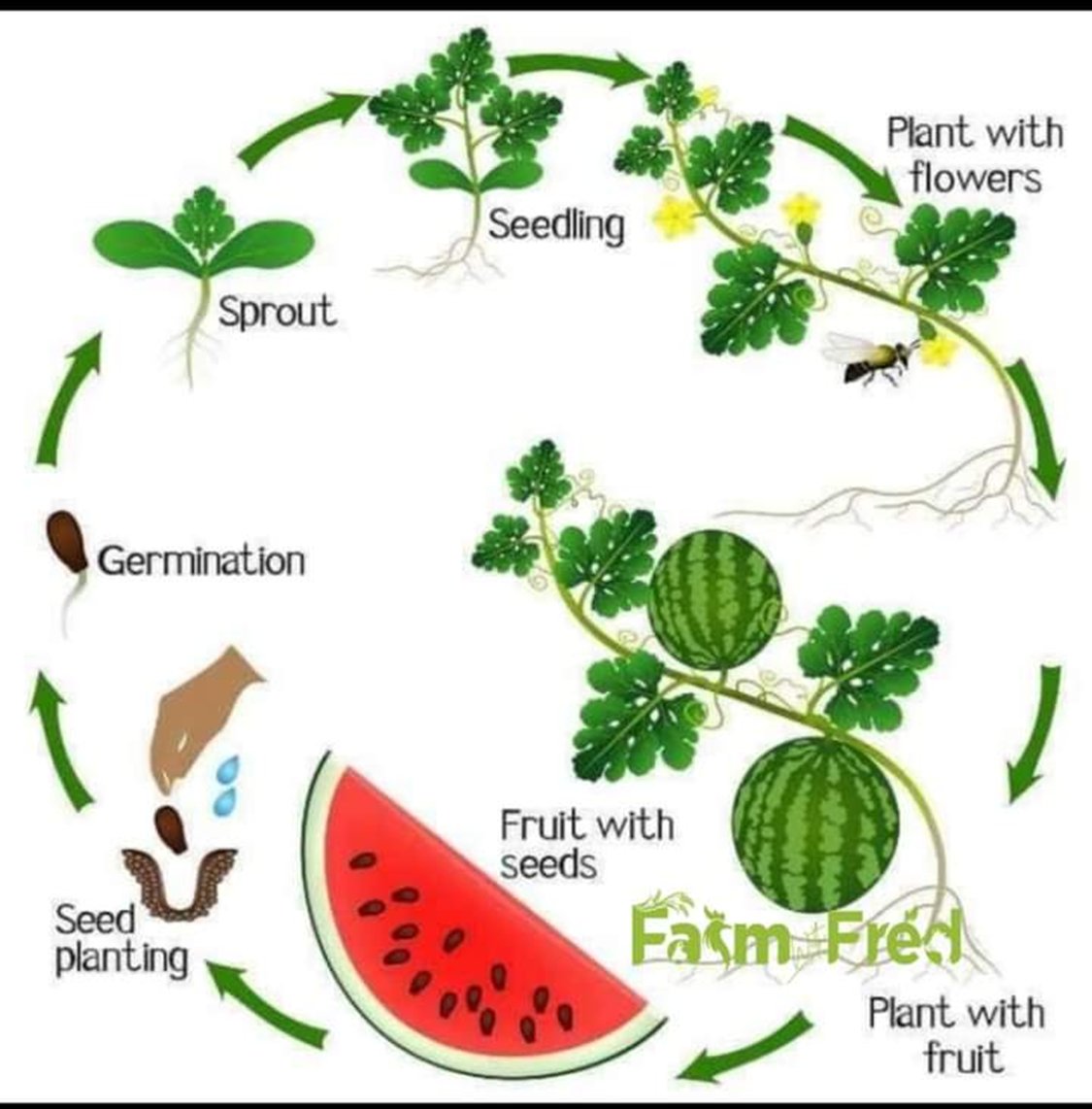 Pacifique DUSABIMANA👨🌾 tweet media