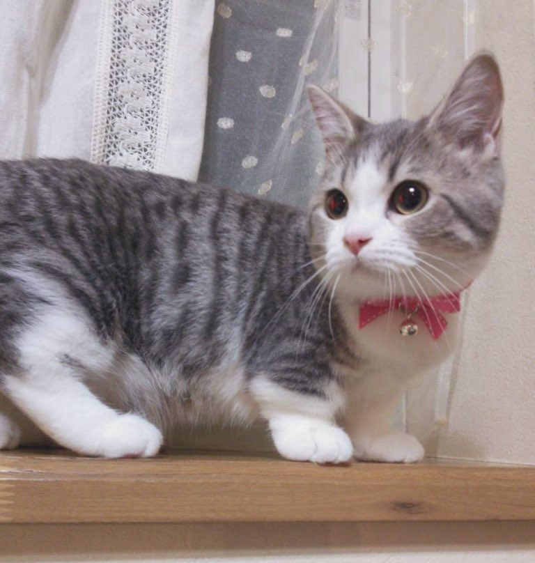 AliceKinako's tweet photo. 猫の日😻222 🐾
可愛いまんま大きくなって
元気でいてくれてありがとう💕

〜ちびっ子ありきなを添えて〜

#ありきなちゃん　#猫の日
#可愛いは正義　#猫の日MJC
#マンチカン女子クラブMJC https://t.co/iyXGCwc2ay