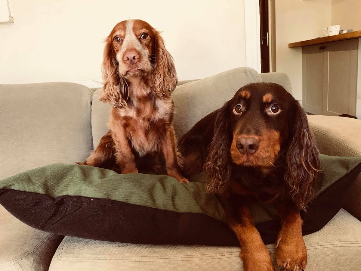 Kennelmate Dog Beds tweet media