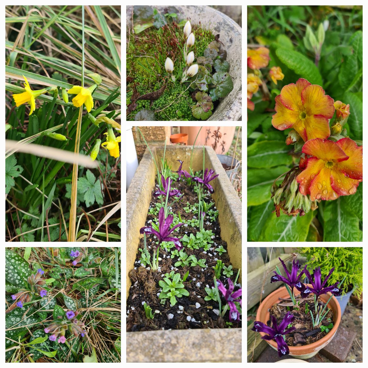 Good morning <a href="/cate_a_moore/">Cate Moore</a> here are signs of spring in the garden and just got back from a lovely walk to blow away the cobwebs. It's the little things  #GoodNewsSaturday