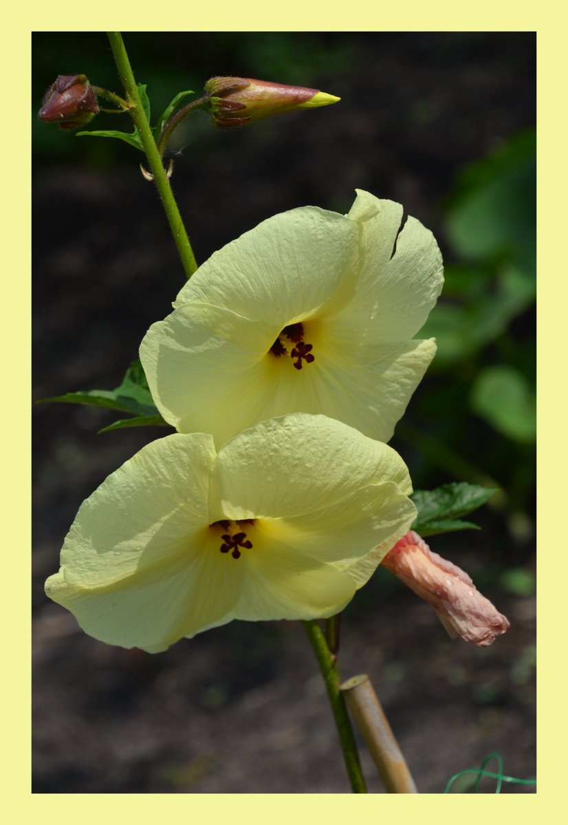 #KleurInDeNatuur dag 22 #Pastelgeel rgb 245 245 156. Je kunt de kleurstof maken met broom en alkali .  Zie alt-tekst voor uitleg over de foto