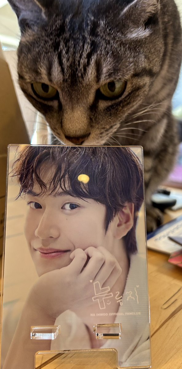 anadeath4173's tweet photo. 今日は猫の日🐈
世界中の猫が幸せでありますように☺️ https://t.co/TZbkbxLtO8