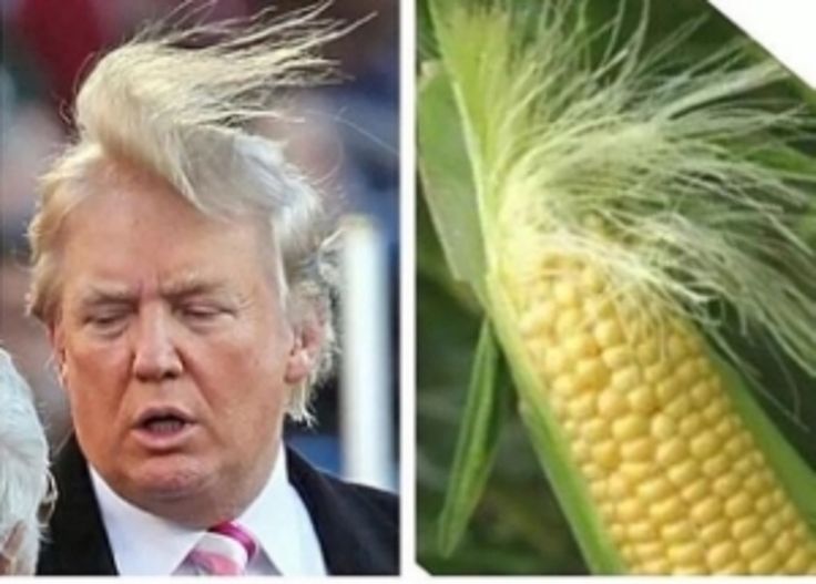 EmmaTomeXI's tweet image. American Paille 
#UnAgriculteurDansUnTitre