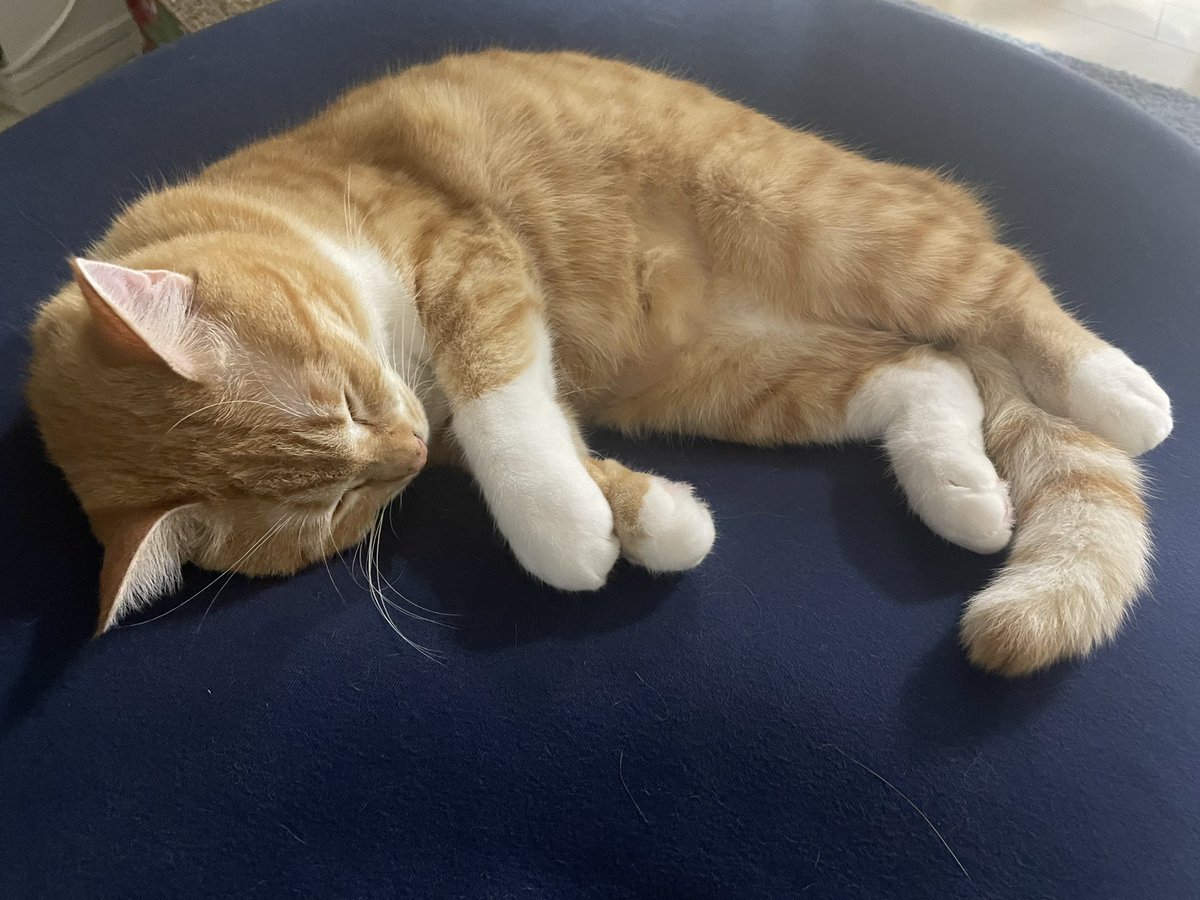 pomum_epi's tweet photo. ヨギボーのお陰で寝相のレパートリーが増えました🐱

 #Yogiboでダメになってしまったﾈｺﾁｬﾝが見られるタグ
 #保護猫 https://t.co/srZgBHEgXB