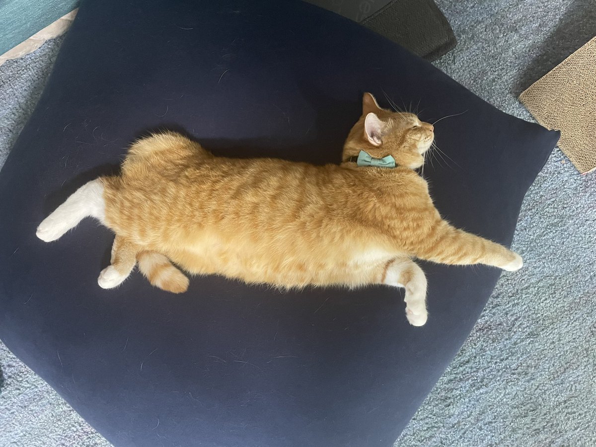 pomum_epi's tweet photo. ヨギボーのお陰で寝相のレパートリーが増えました🐱

 #Yogiboでダメになってしまったﾈｺﾁｬﾝが見られるタグ
 #保護猫 https://t.co/srZgBHEgXB