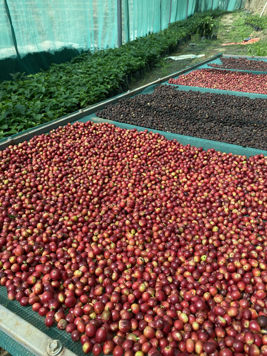 hayyanfarms's tweet photo. في هذا اليوم نحتفي بتاريخٍ عريقٍ وجذورٍ ضاربةٍ في أعماق الأرض، تمامًا كأشجار البن التي نرعاها بكل فخر في مزارعنا

اليوم هو ذكرى انطلاق مسيرة المجد التي رسمها الأجداد،ونحن اليوم نواصل البناء على هذه الأسس الراسخة، حاملين رؤية المستقبل ومستمدين قوتنا من ماضينا العظيم. #يوم_التأسيس https://t.co/FZnUudd9Ou