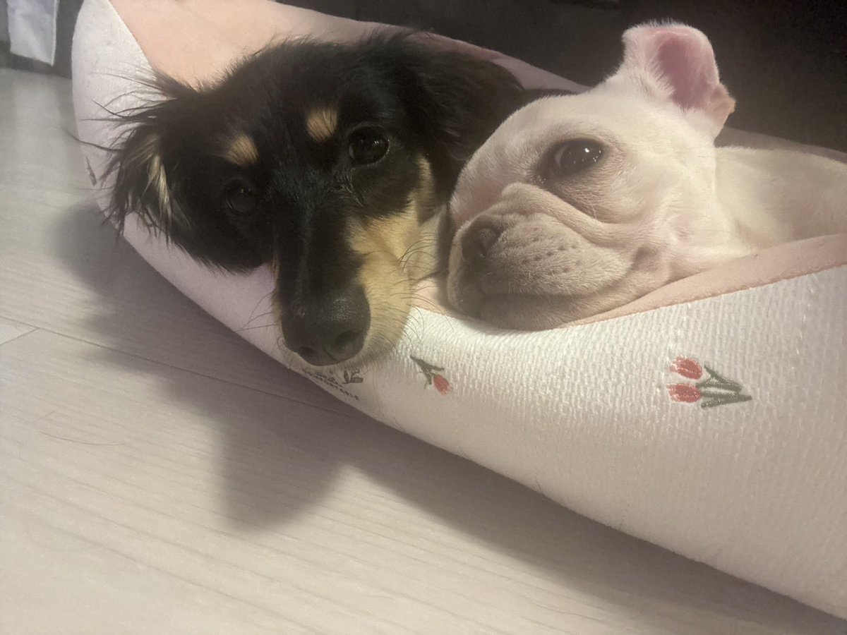 豚みたい🐷
癒し☺️