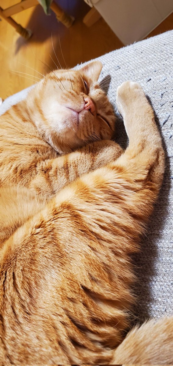 Wyy0iGDlBXG7iM2's tweet photo. 今日は猫の日😼
ちゃちゃくんいつもありがとう🫰

 #猫の日
 #ねこの日 https://t.co/2DVhaDa2Sz