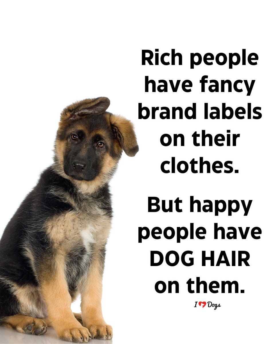 𝕏 Dogs (@_xdogs) on Twitter photo 