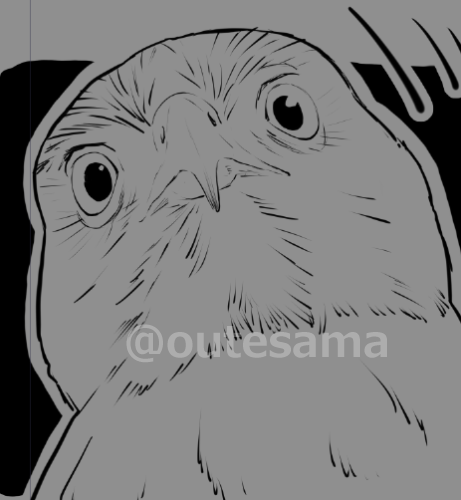 横顔は精悍でも、正面顔はかわいらしい🦅 