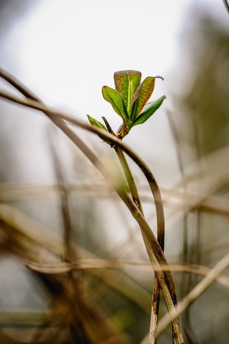 Happy Saturday. 
#NaturePhotography #quhl5 #peace 🌿