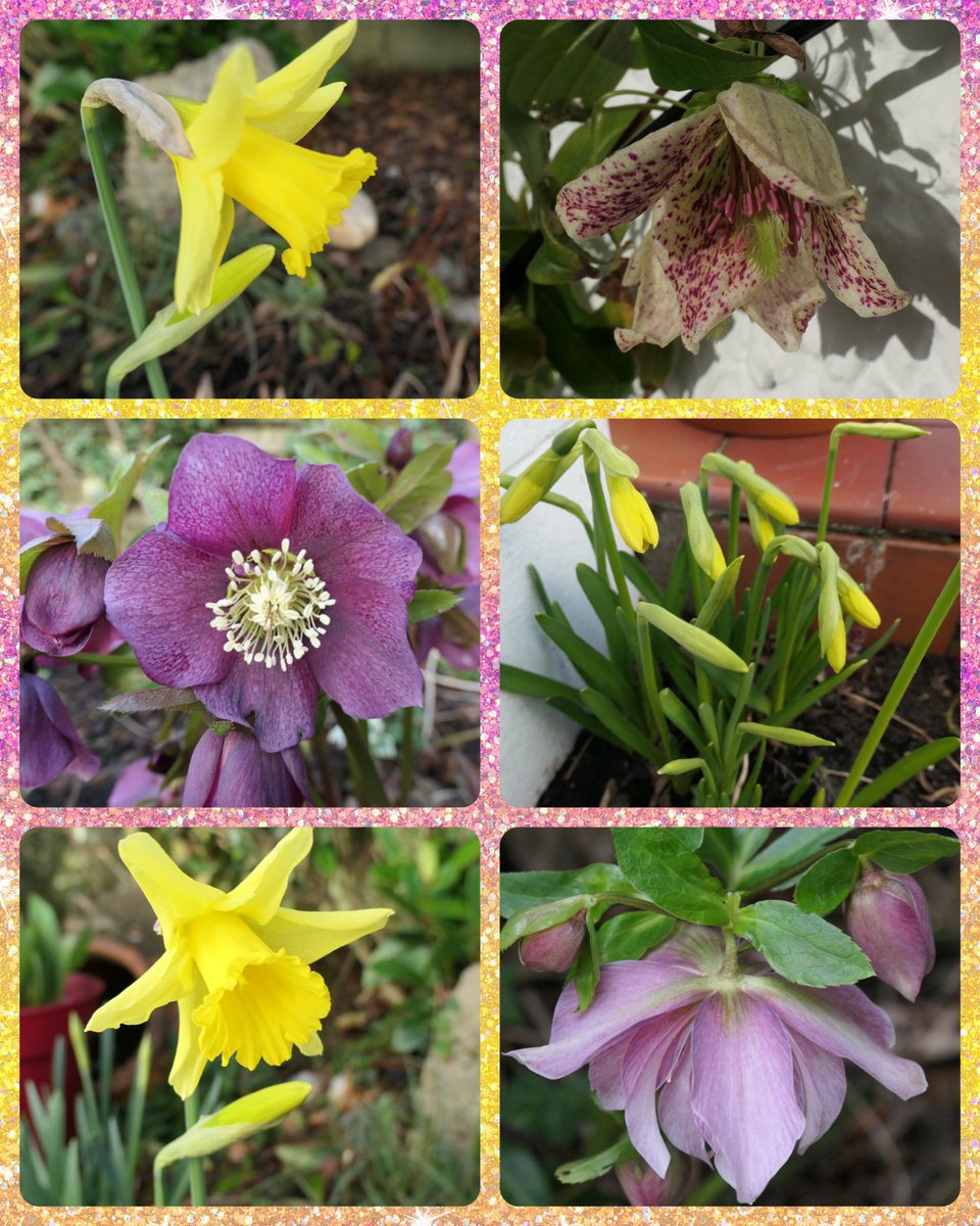 bumblebuddeez's tweet photo. Happy #SixonSaturday from our garden this morning ….. at last some signs of Spring #ATasteOfSpring 🩷🌸💛🌸🧡 https://t.co/5BeqZyld7W