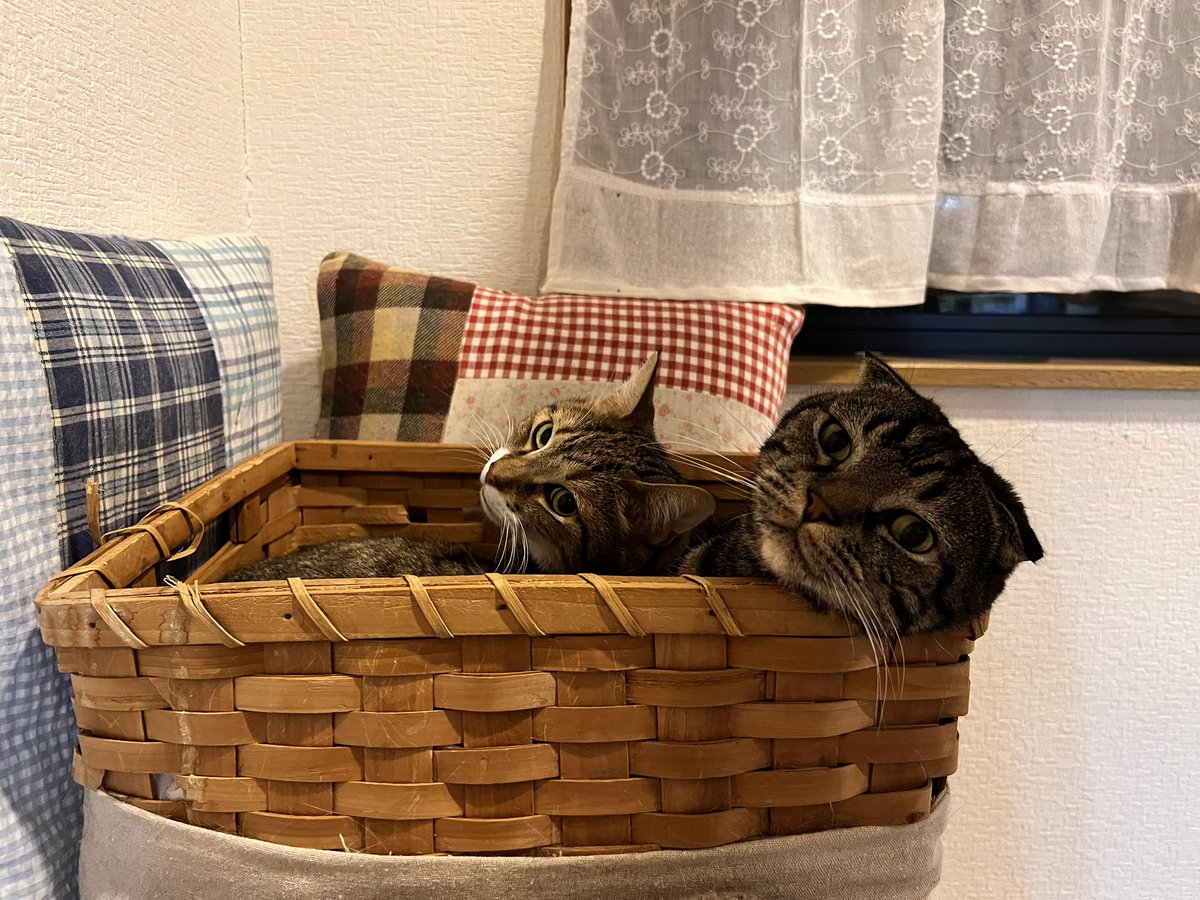 merodeko1's tweet photo. 今日はにゃんにゃんにゃんの日🐾
世界中のねこねこ達が幸せに暮らせますように。
うちのちゃろ君は、みんなと仲良くしてくれるお兄ちゃん、、優しい奴です
今日は仕事で遅くなったけど、ずっと君たちの事考えてたよ♡

#猫の日もふもふ大作戦
#猫の日可愛いは正義
#マンチカン男子クラブMDCメンバー https://t.co/tvnH7tXHxr