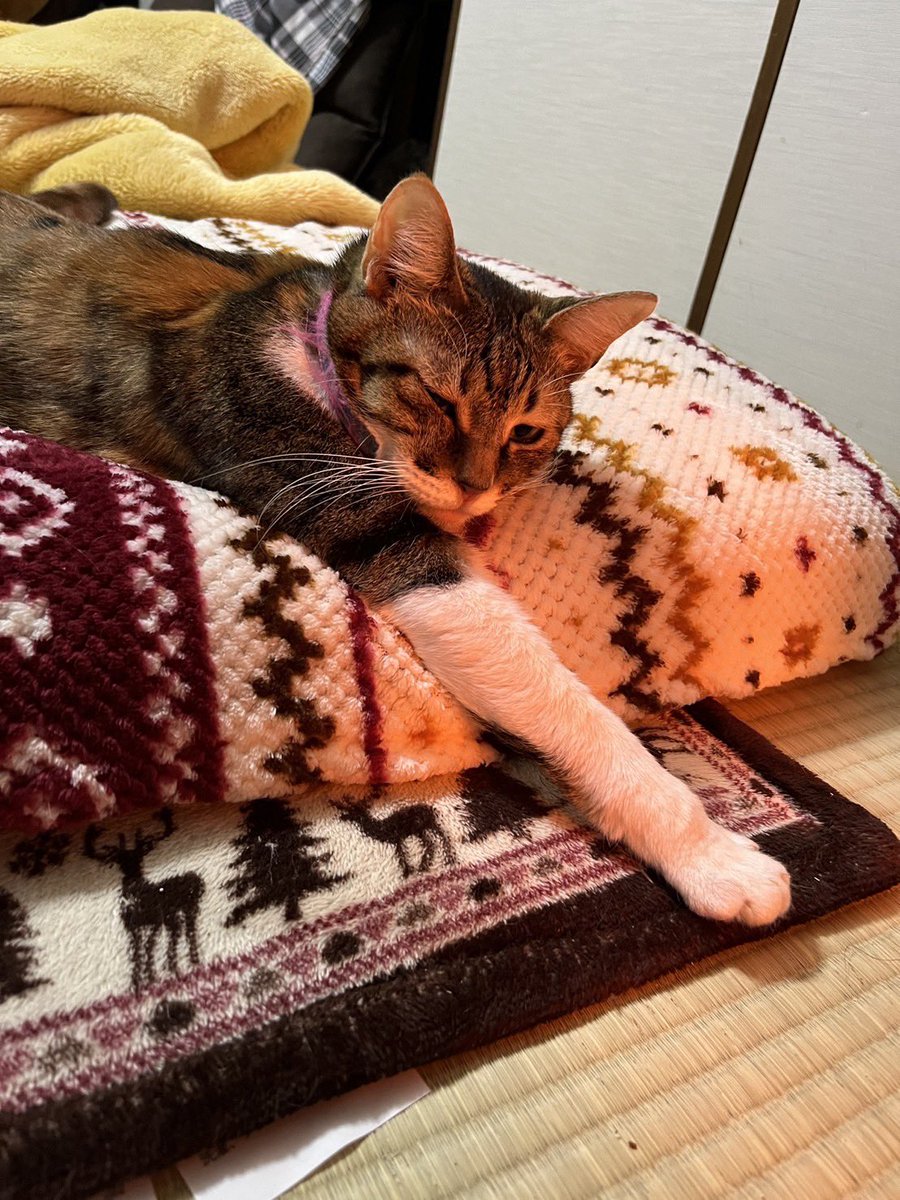 今日猫の日らしいので実家の猫で対抗します