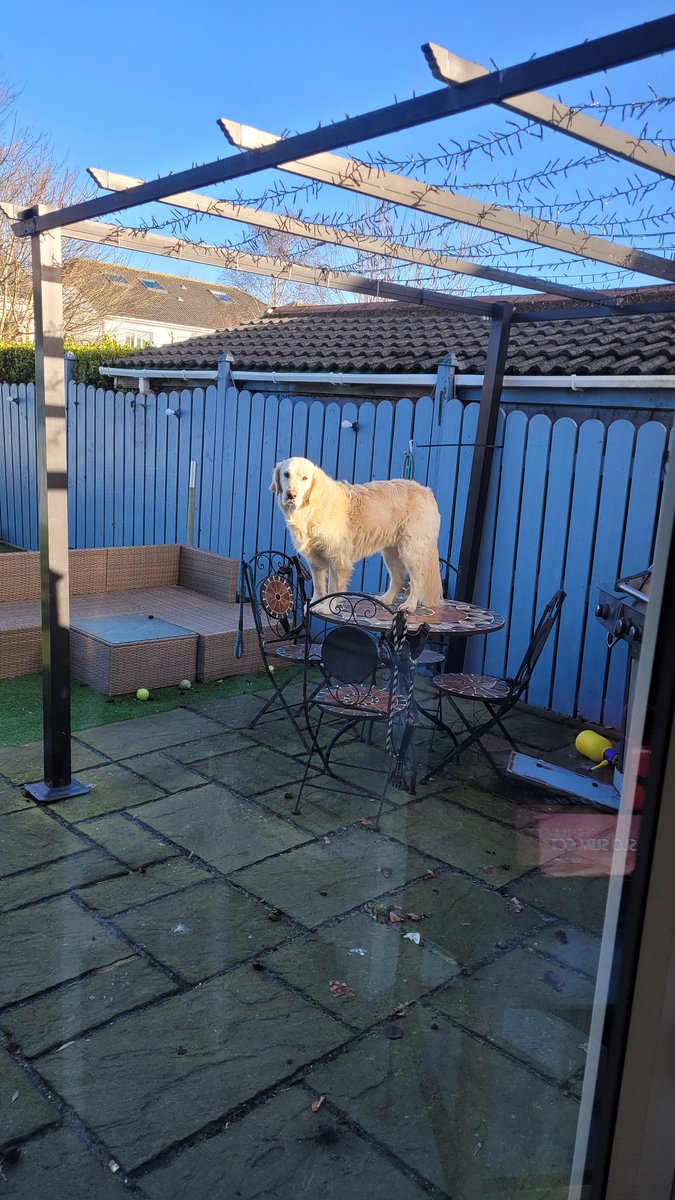 I think my dog needs help