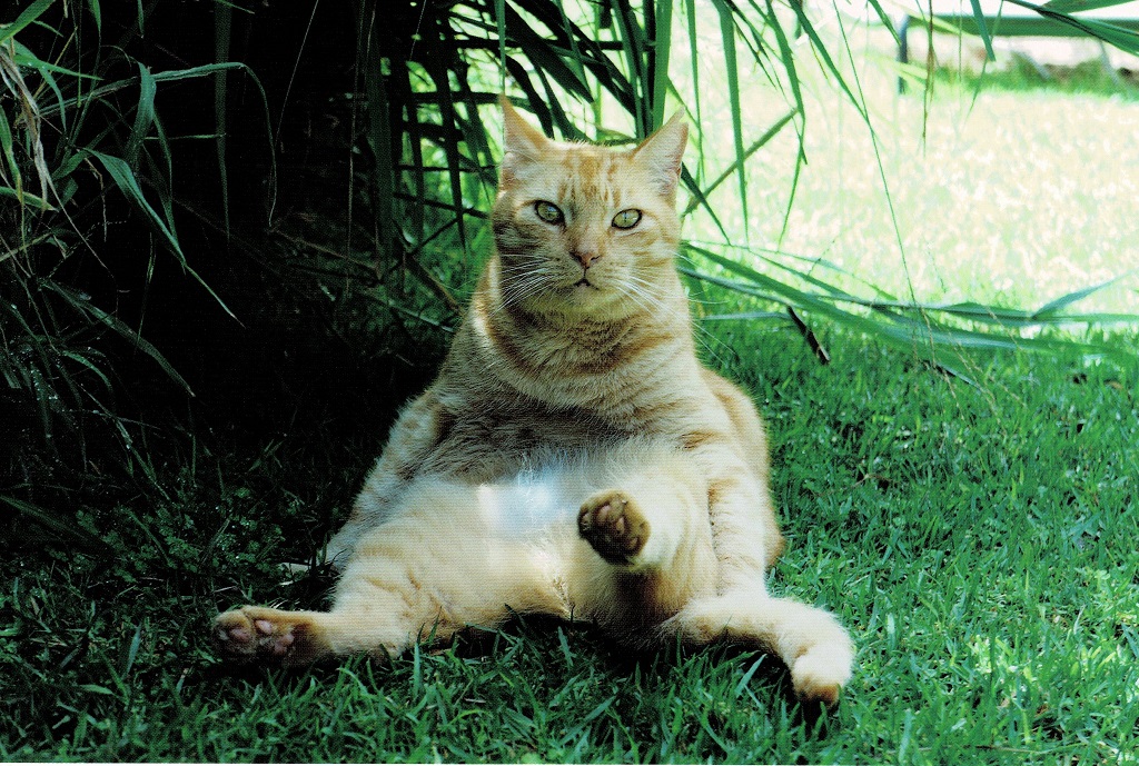 今日は2月22日で猫の日。
猫の写真家といえば岩合光昭さんが大御所ですね。
昨日の新聞記事で猫の写真展が新開地で開催されましたので見に行って来ました。
大本徹さんの個展です。
芳名帳に記帳するとポストカードが1枚頂けました。
生まれた頃には家に三毛猫が居たので犬も良いけれど猫派です。