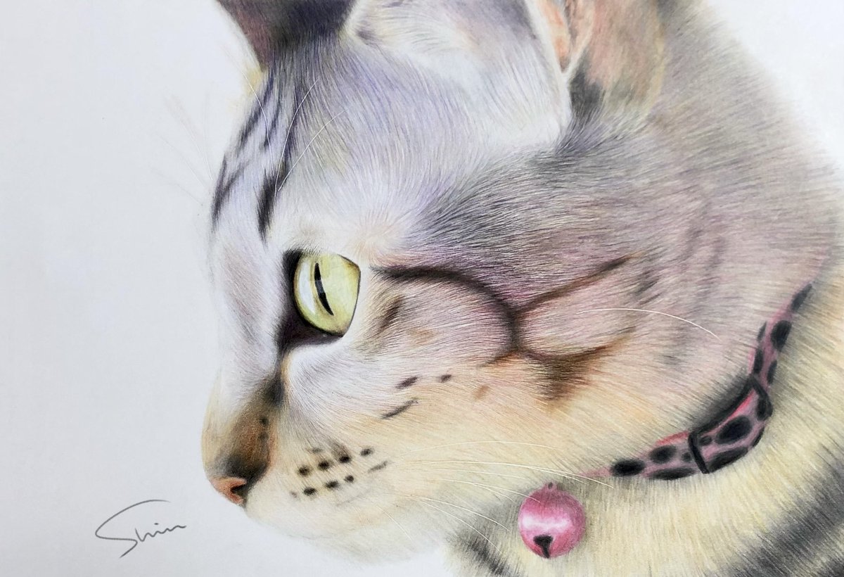 masamassa42's tweet photo. 今日は #猫の日 なので過去に色鉛筆で描いた猫さんをどうぞ😆

#色鉛筆 #色鉛筆画 https://t.co/mZFk33X0DM