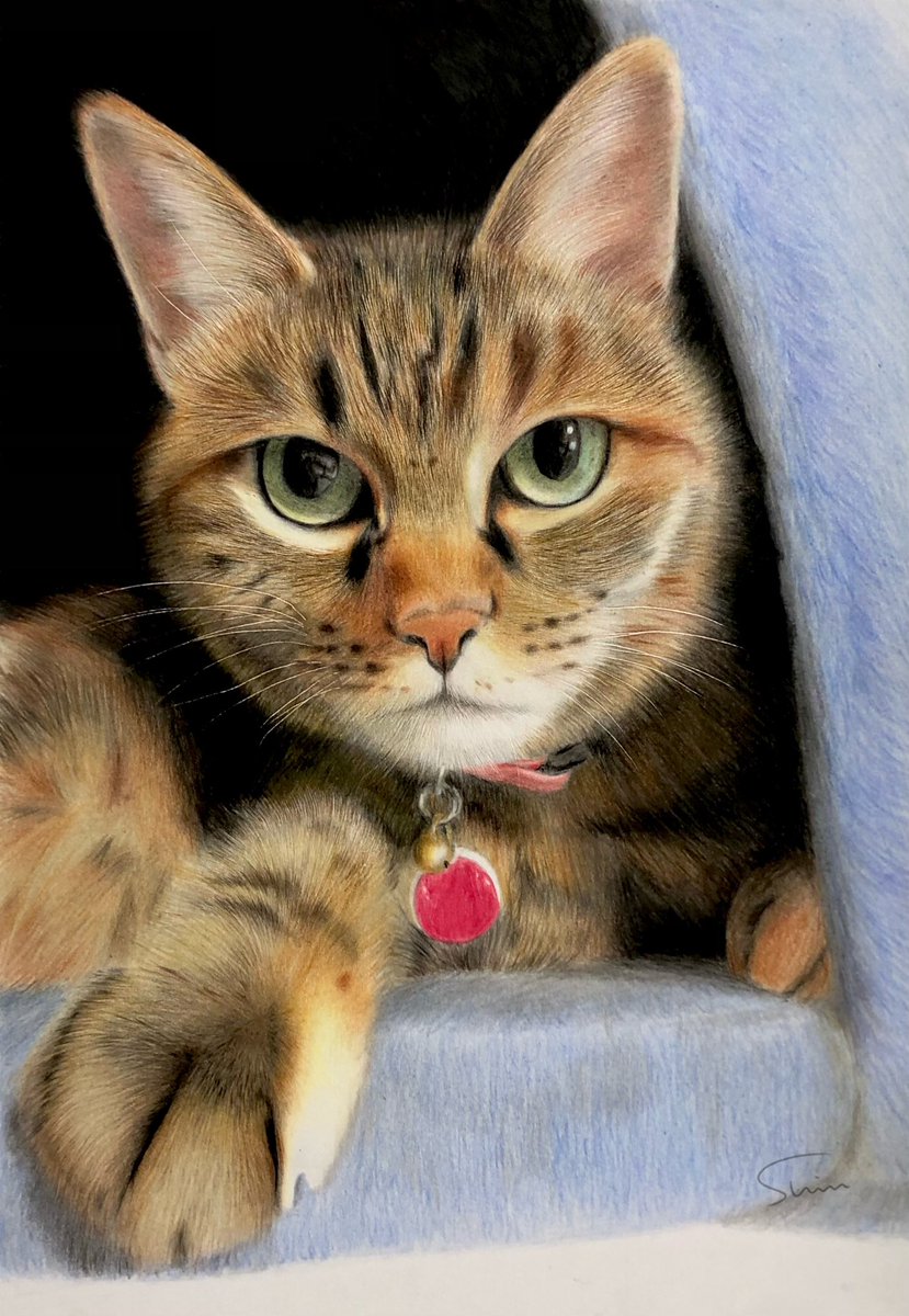 masamassa42's tweet photo. 今日は #猫の日 なので過去に色鉛筆で描いた猫さんをどうぞ😆

#色鉛筆 #色鉛筆画 https://t.co/mZFk33X0DM