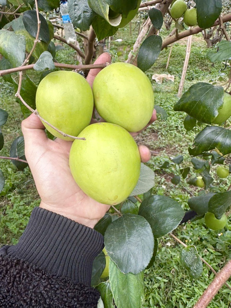 SauNguyen168's tweet photo. Năm nay nháp sương sương vậy thôi! 
Cuối năm nay sẽ có đủ vài tấn táo ngon chất lượnh cung cấp cho thị trường miền nam ạ!
Táo lai lê Lục Ngạn
Giống táo ngon nhất Việt Nam https://t.co/fPL2rKaHax