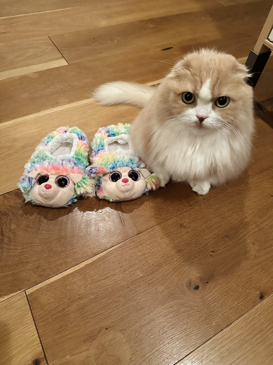 igrss's tweet photo. 完全に出遅れた猫の日　世界のどの子もみんな幸あれ https://t.co/s1e00Us231