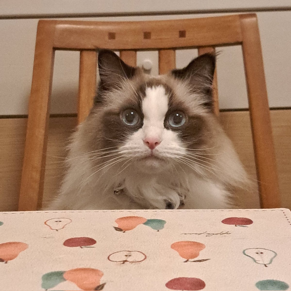 nakano5255's tweet photo. #猫の日
これからもずっと元気で一緒にいてね🐱 https://t.co/si4GTGMHnN