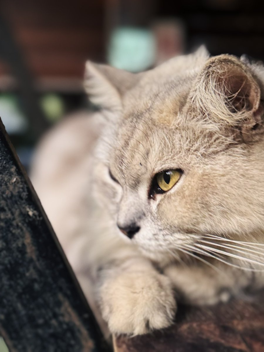 Alixniti's tweet photo. รวมแมว #cat #cutepetclub #แมว #แมวน่ารัก https://t.co/V6BhjaGPjw