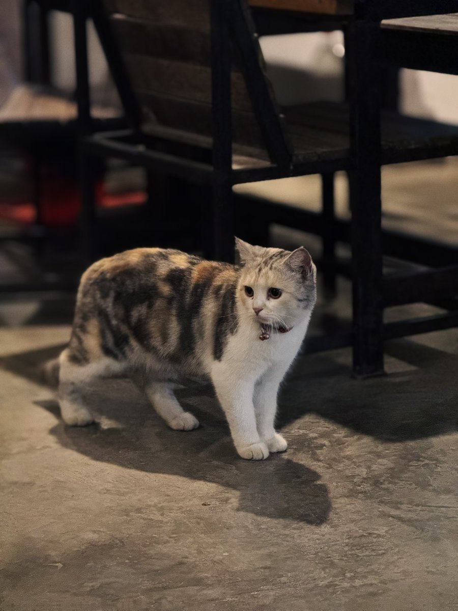 Alixniti's tweet photo. รวมแมว #cat #cutepetclub #แมว #แมวน่ารัก https://t.co/V6BhjaGPjw