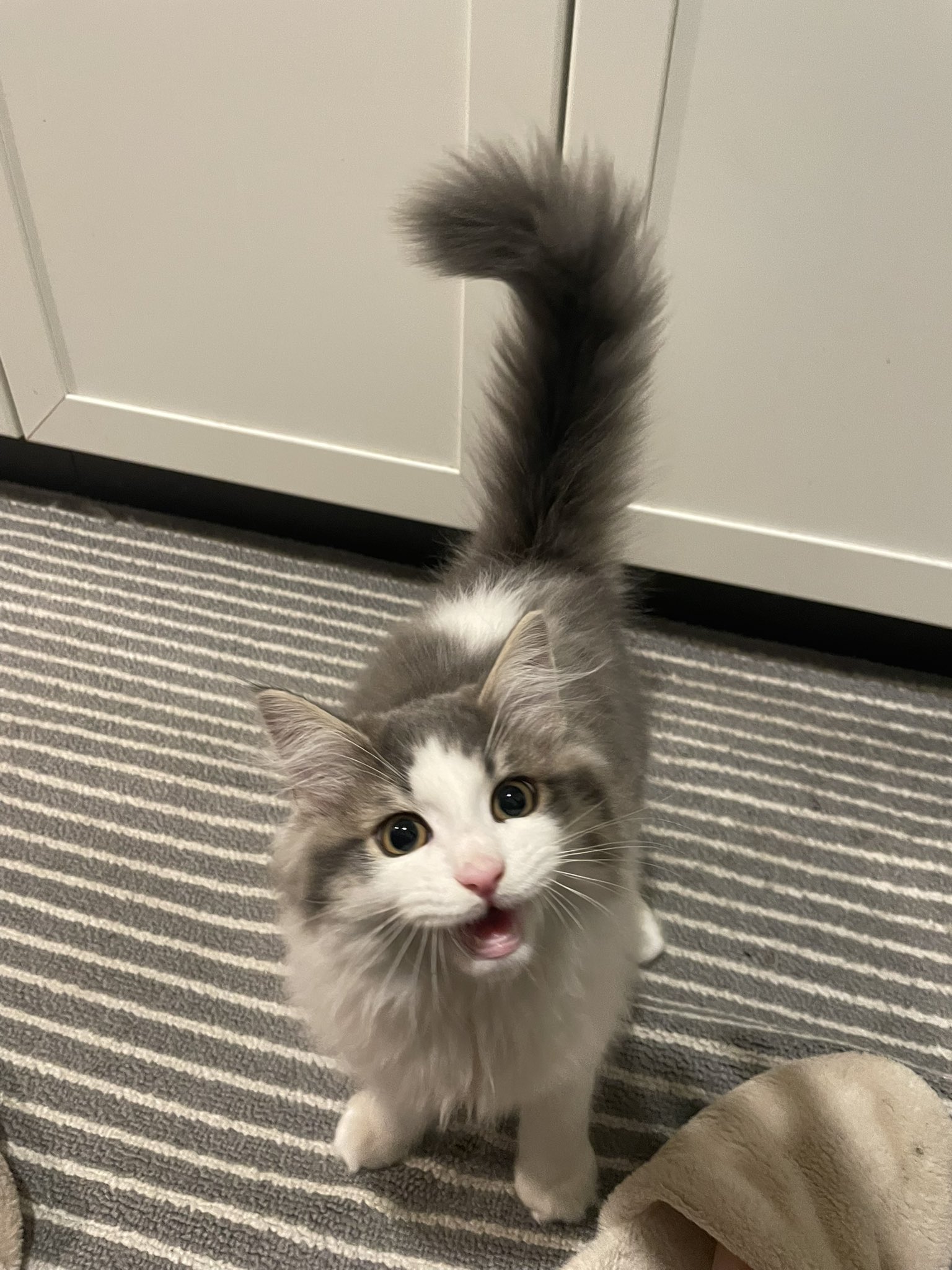 3110 (@P9ouvoGhpzF6Sbt) / X