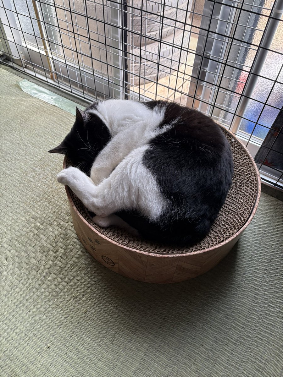 singonomama's tweet photo. #猫の日 https://t.co/jRuTr6B7wW