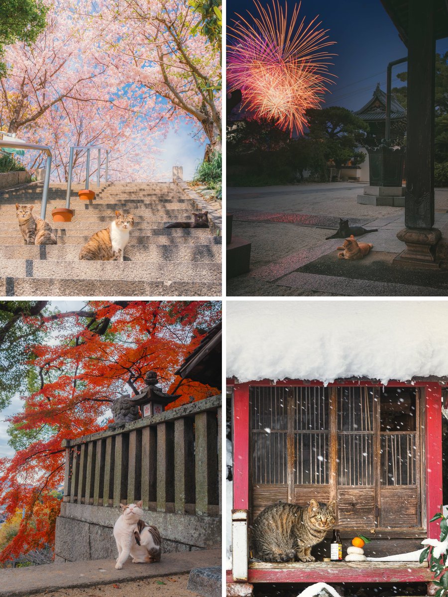 Ryoppi05670209's tweet image. 春夏秋冬の猫たち.
沢山の猫たちに幸せがきますように!
#猫の日2025