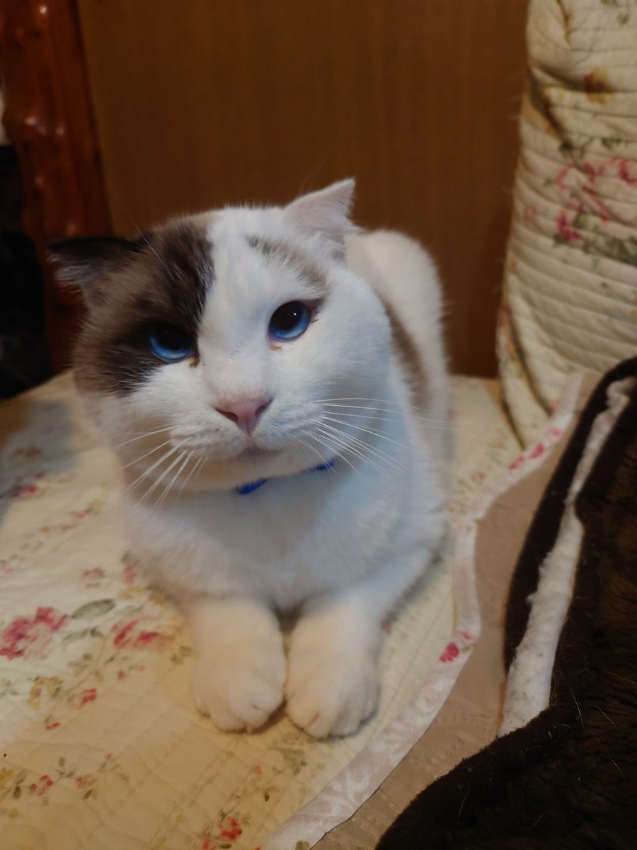 Sss23902252's tweet photo. そうか猫の日か　うちの猫を見せてあげよう！笑 https://t.co/6a83fYq4Gr