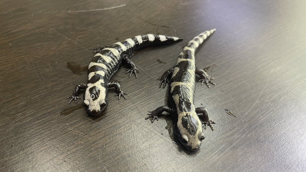 マーブルサラマンダー入荷しました😊