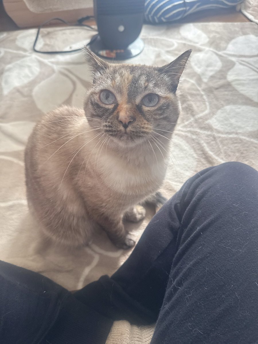 chamiriiii8's tweet photo. #猫の日 https://t.co/ZaGIuEm7UF