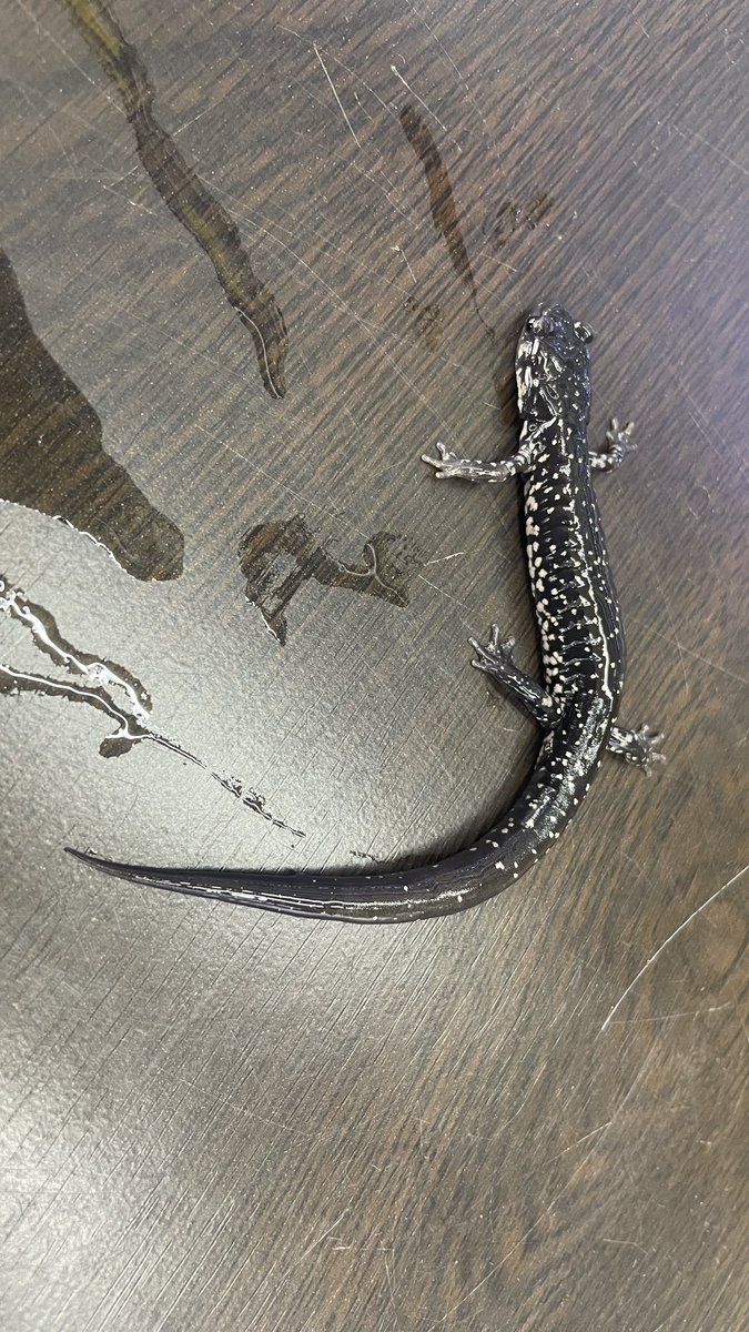 スライミーサラマンダー入荷しました✨