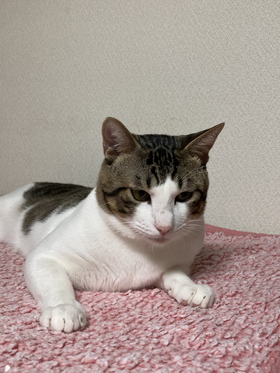 🌸明日2/23(日)📢譲渡会🐈のお知らせ🐾 in西尾久13:00〜16:00(お申込は15:30頃まで)／西尾久七本町会会館 荒川区西尾久7-19-1(都電荒川線　荒川遊園地前駅 徒歩2分
😺幸猫SA＊RA💗からこつぶ君💚ミルちゃん🎀が初参加予定です☺️🍀
 #保護猫と暮らそう #譲渡会告知 #拡散希望 #三毛 #白キジ #ご縁を繋ぐ